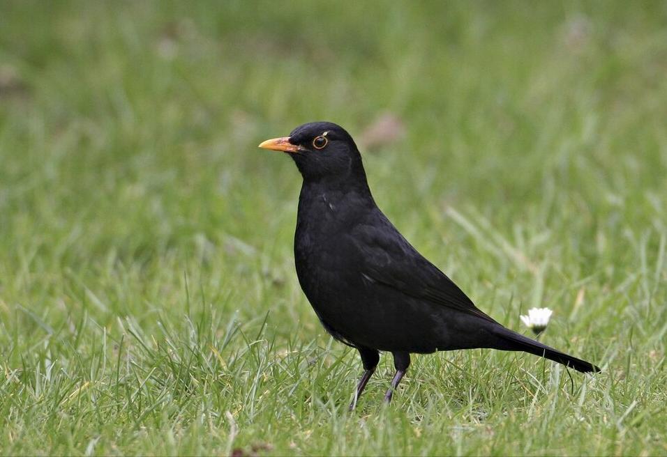 东江揽胜,惠州淡水常见鸟类图谱