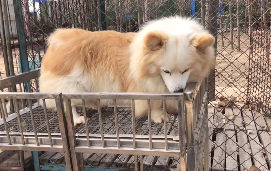 柯基杂交幼犬出售100元以下,河南柯基配种在哪里找配偶