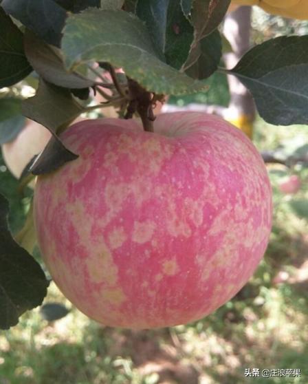 苹果霉心病雨后防治和雨前防治,高温高湿要防苹果早期落叶病