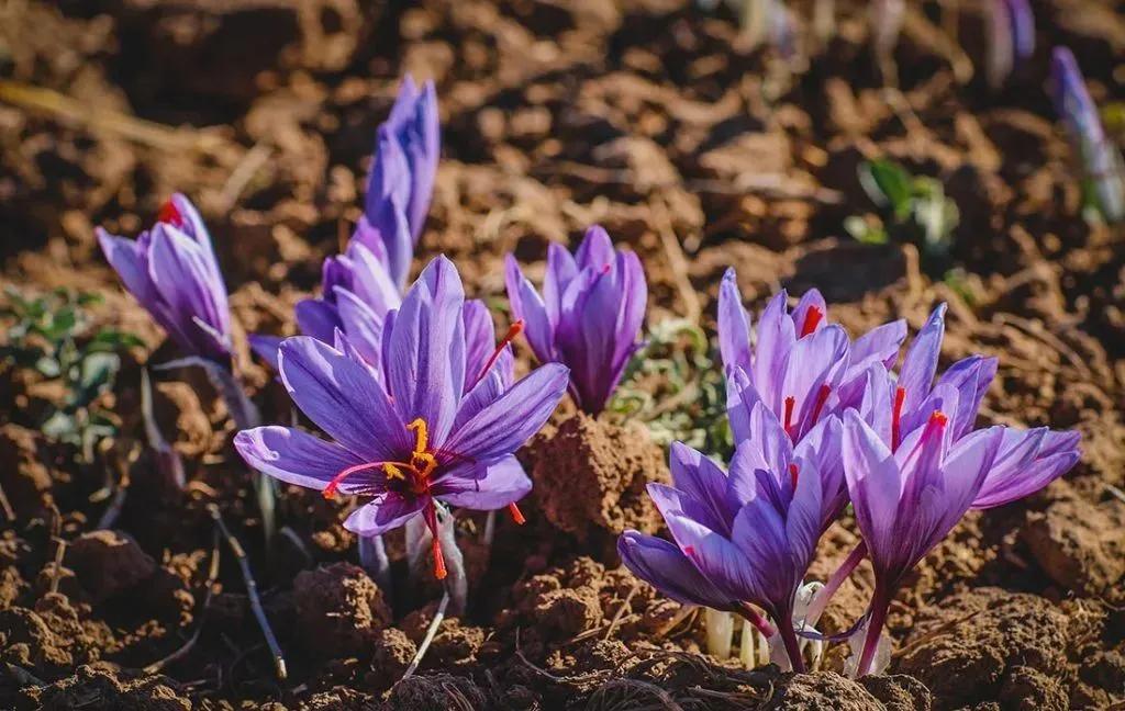 伊朗藏红花的由来,来自伊朗源头的藏红花