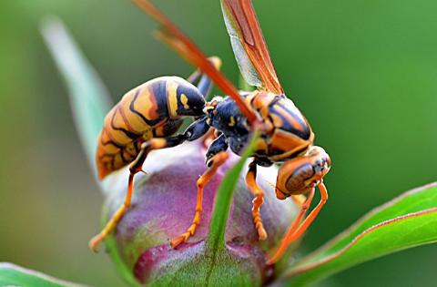 孩子被马蜂蛰妈妈笑了,孩子被马蜂蛰了擦什么药膏