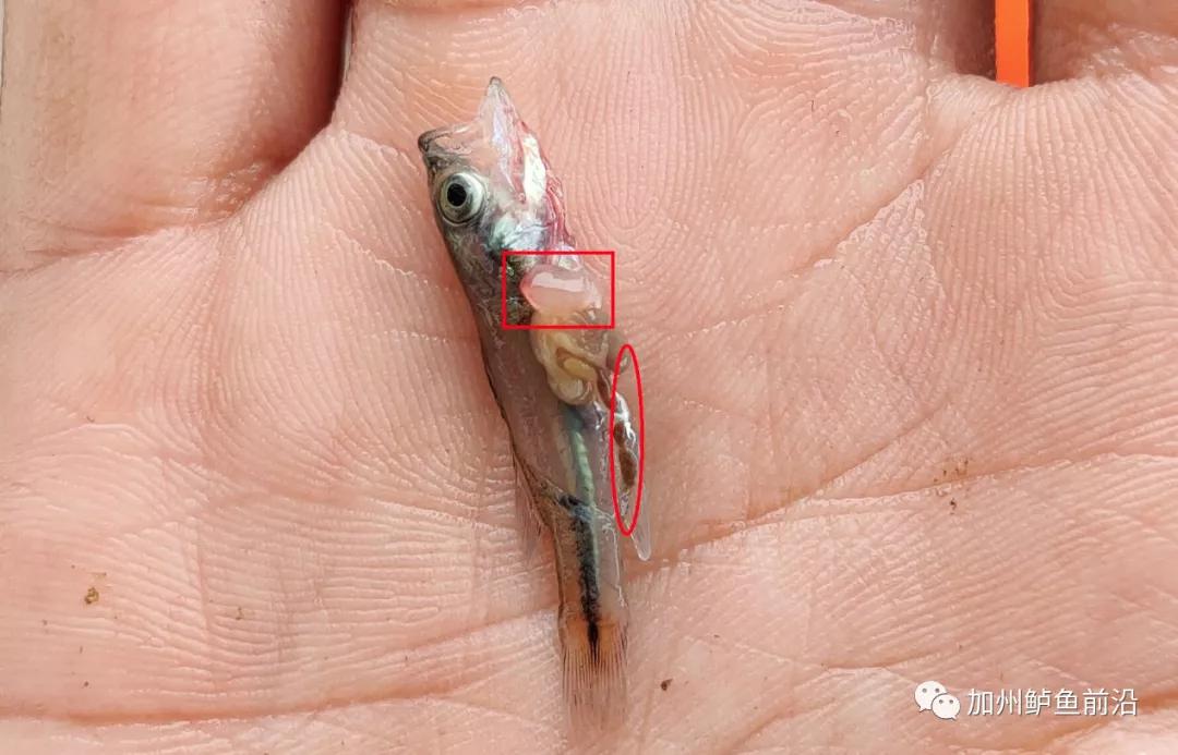 加州鲈病症治疗,加州鲈熟身怎么预防