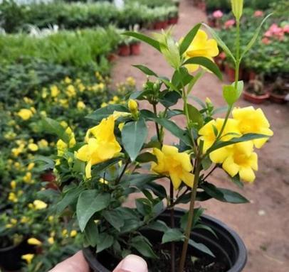 法国香水茉莉叶子黄了怎么处理,法国香水茉莉叶片发黄