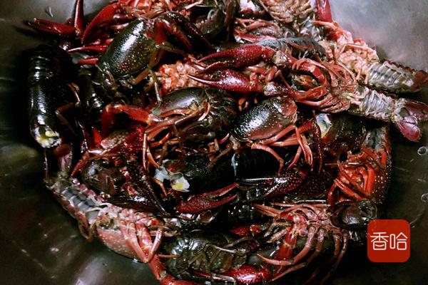 怎么清洗小龙虾又快又干净,如何清洗小龙虾又快又干净