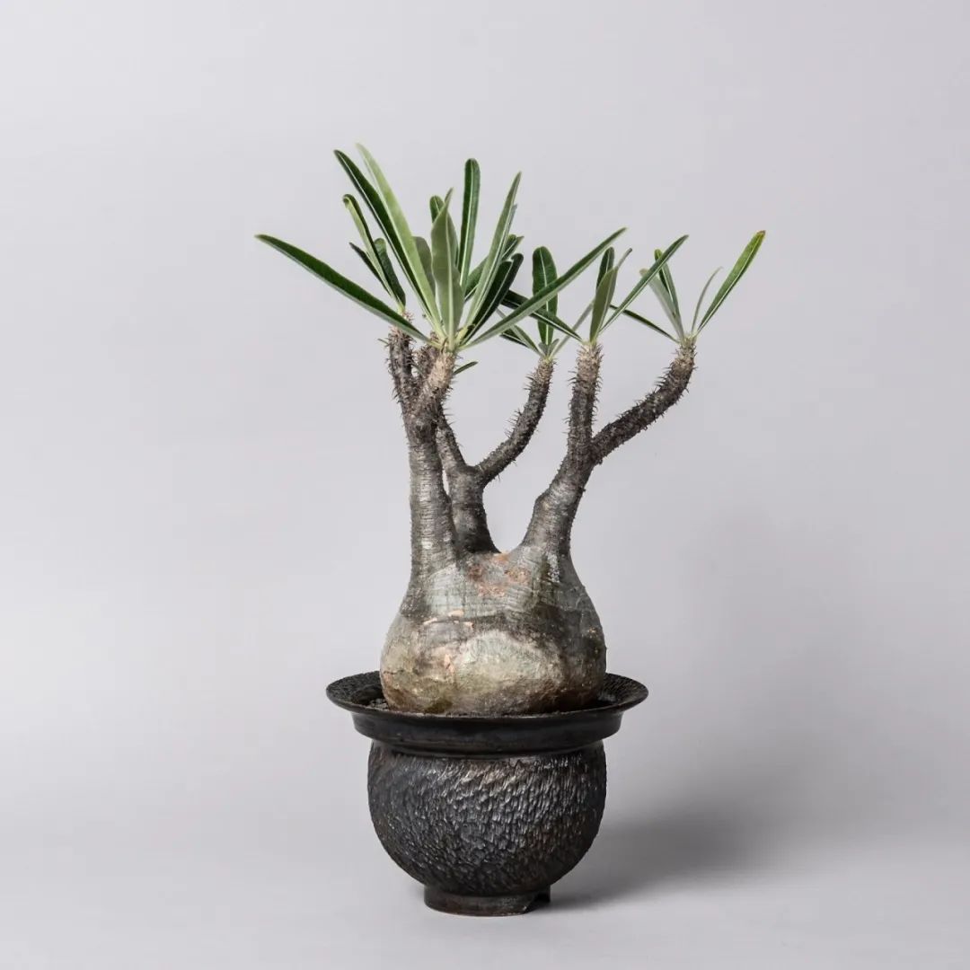 金盆洗手吧，植物杀手们