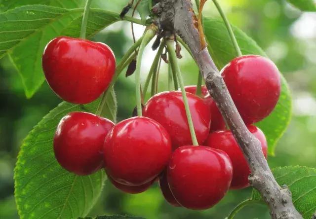 樱桃栽培技术最新视频,大连樱桃气雾栽培技术