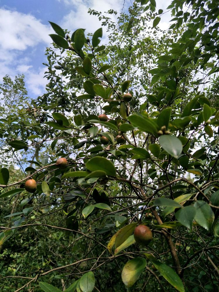 种地用的自制酵素,酵素种地效果怎么样