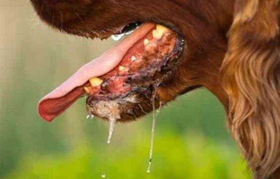 狗狗患上狂犬病的几种表现,狗狗有狂犬病早期会出现什么现象