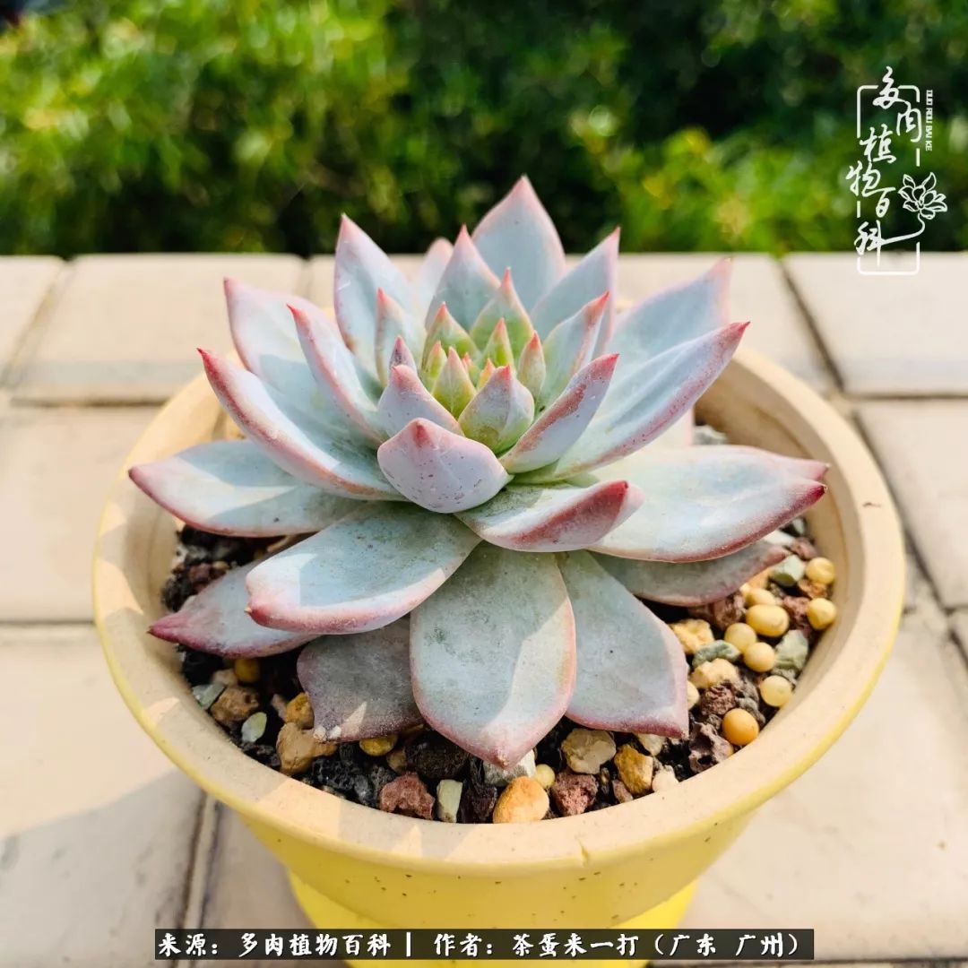 在冬日阳光下,记一个多肉小白的养肉历程