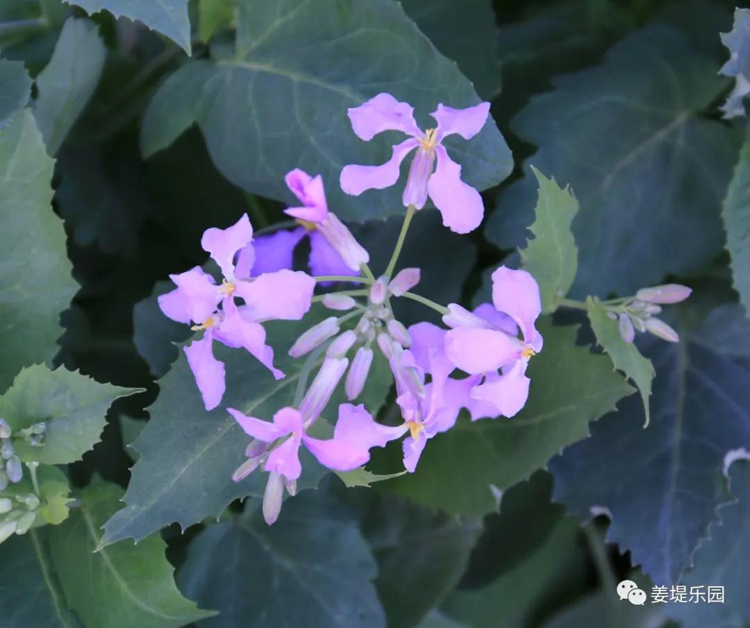 春天踏春去哪里好玩,又是一年春来到歌曲原唱视频