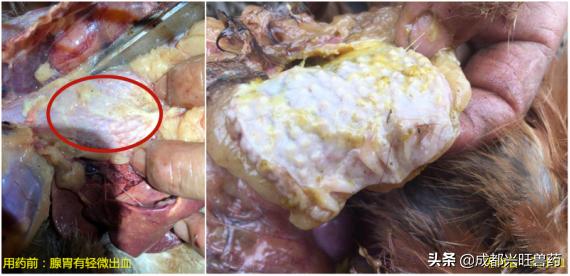 家禽养殖最新走势,家禽养殖热点分析