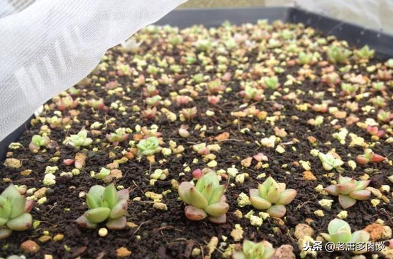 多肉植物为什么会烂,多肉植物为啥越养杆子越细
