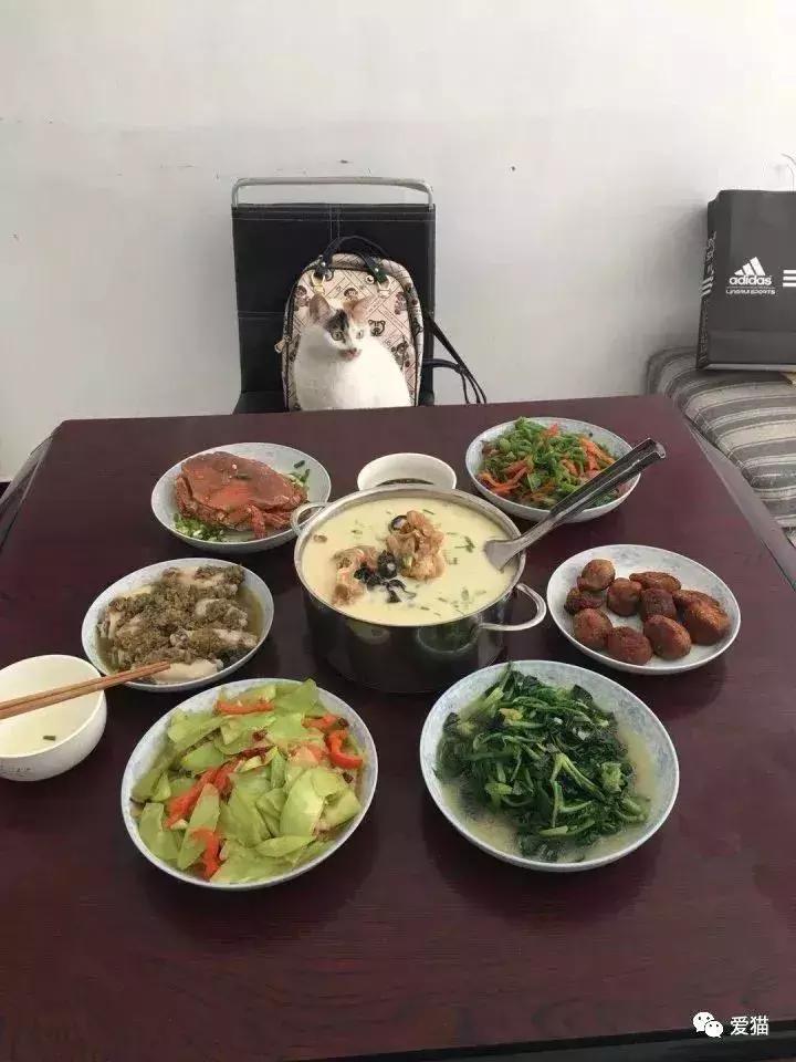 猫是否知道自己是猫,猫知自己是猫么