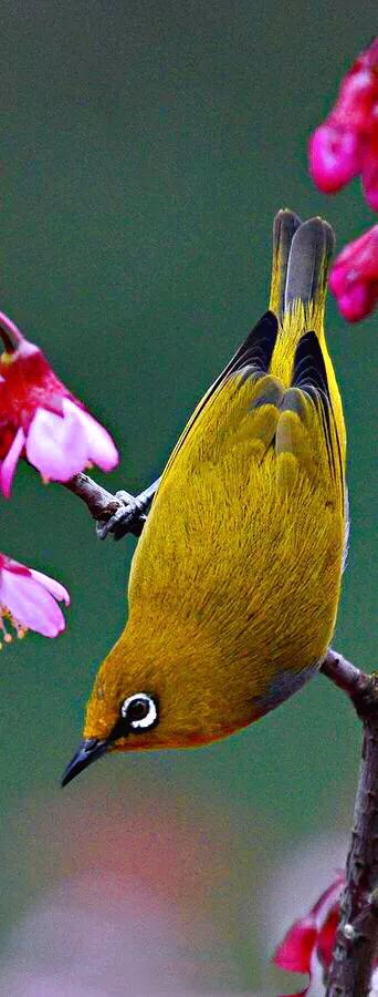 绣眼鸟叫声,绣眼鸟的视频欣赏