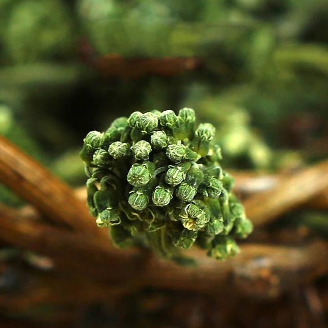 一岁一寒一春秋，一草一木一参花。