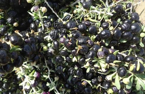 2023年全国各省黑枸杞产量,黑枸杞对土壤的要求