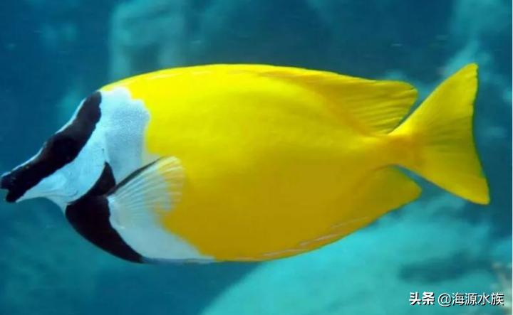 有哪些适合新手饲养的观赏鱼,推荐几款适合新手饲养的观赏鱼