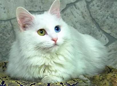 五十种可爱的猫咪,高贵的猫咪