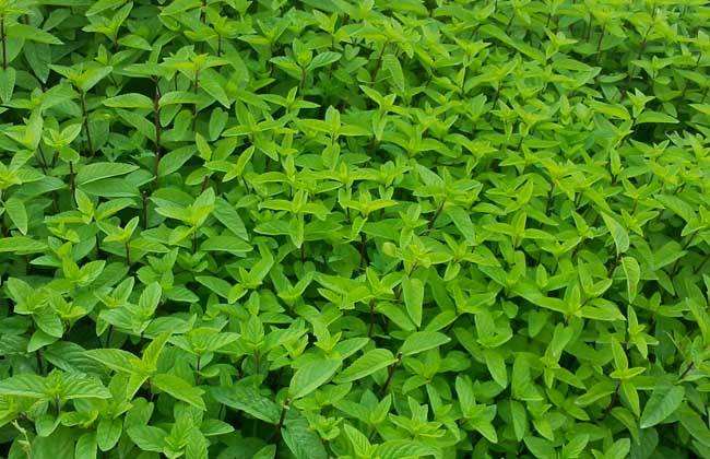 中药薄荷种植到采收全过程,薄荷的正确种植方法