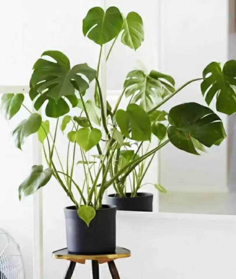 室内吸毒植物大全,七种具有吸毒功能的盆栽植物