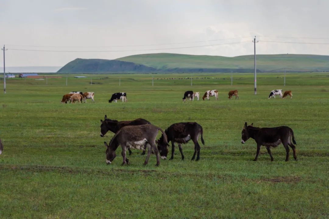 自驾三天呼伦贝尔大草原,自驾去呼伦贝尔草原七日游的攻略