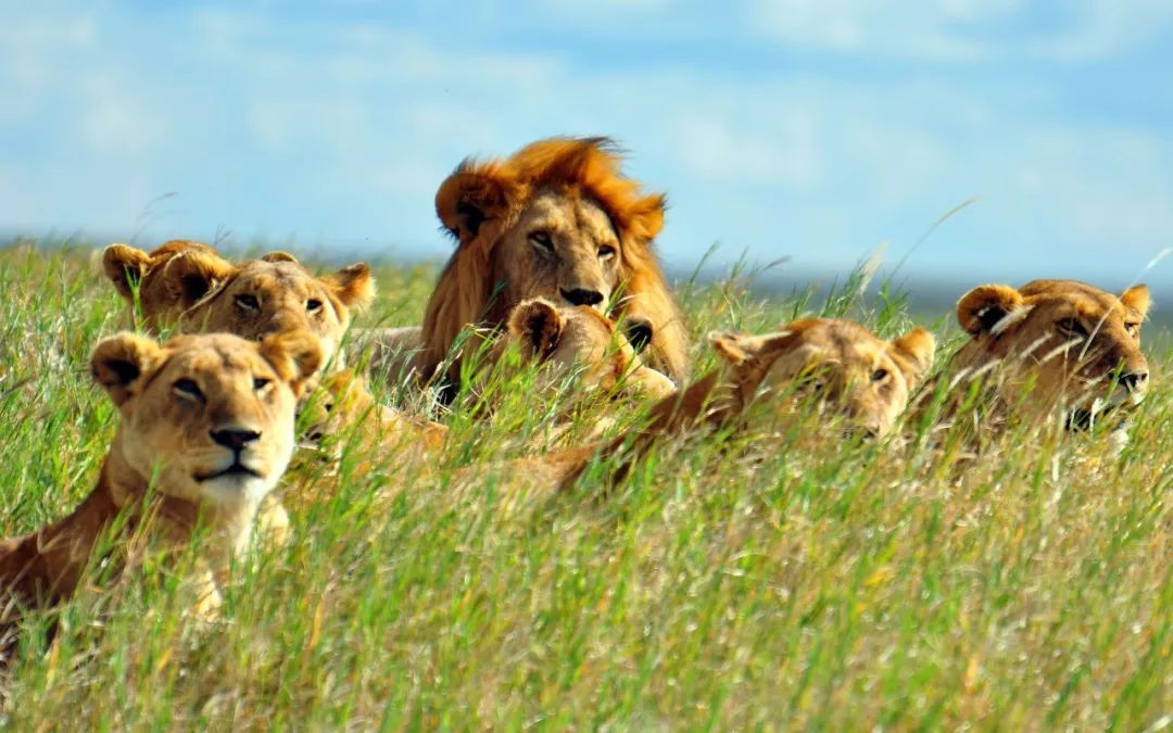 狮子明明像狗为什么是猫科,为啥说狮子更接近猫科