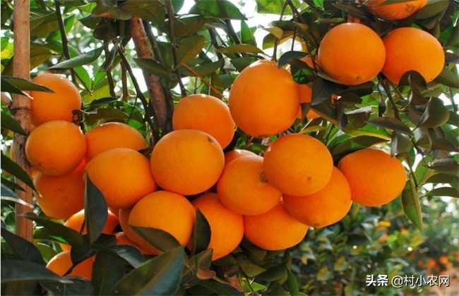 冰糖橙的种植技术,湖南冰糖橙种植