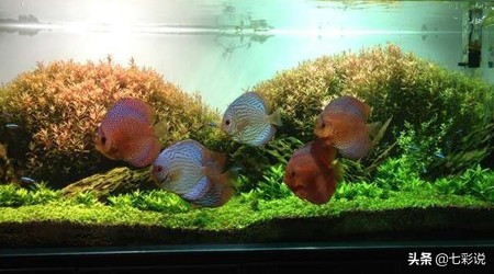 鱼缸硝化菌是什么东西啊,鱼缸必备硝化活菌