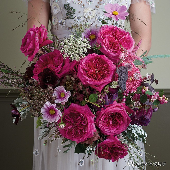 奥斯汀月季最佳品种,奥斯汀月季最好的品种