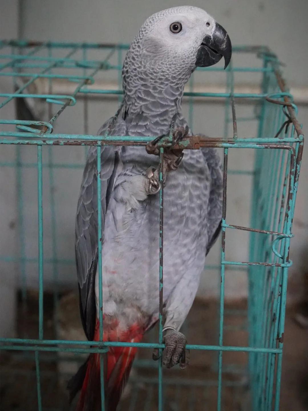 养鹦鹉养什么不犯法,养鹦鹉犯法吗