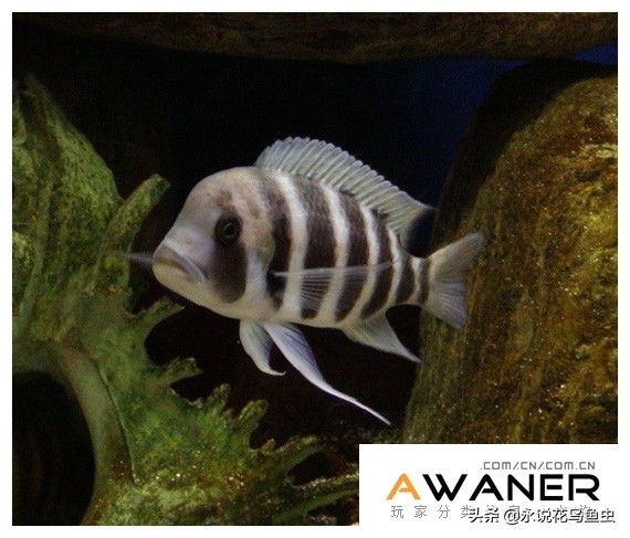 慈鲷鱼分类,慈鲷科鱼都是包括哪几种