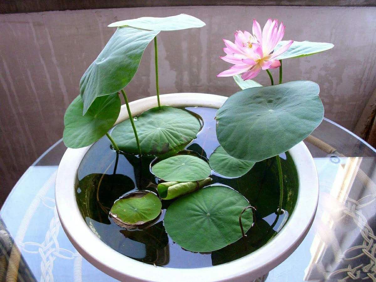 碗莲的饲养方法,你弄对了么