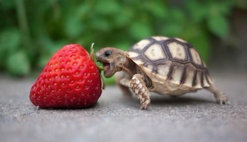 陆龟养殖全攻略,陆龟养殖难度排行