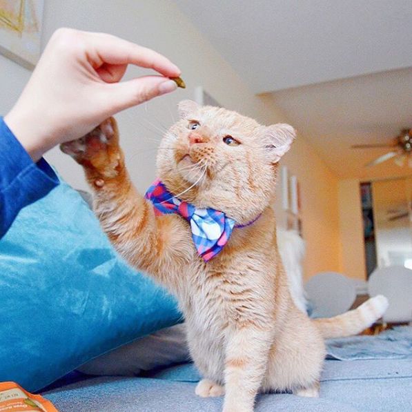 房东不准养猫谁能把猫领养,租房时房东不让养猫然后发了图片