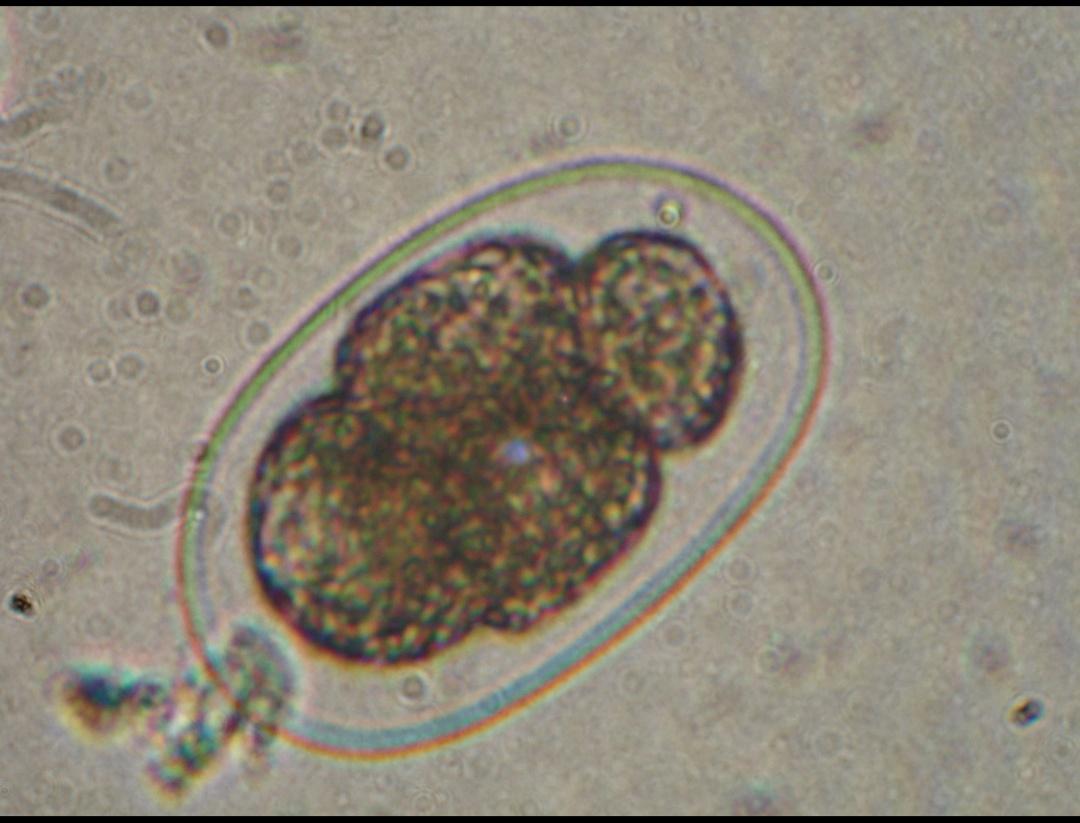 猫狗身上的寄生虫大全,猫狗常见的寄生虫有哪些