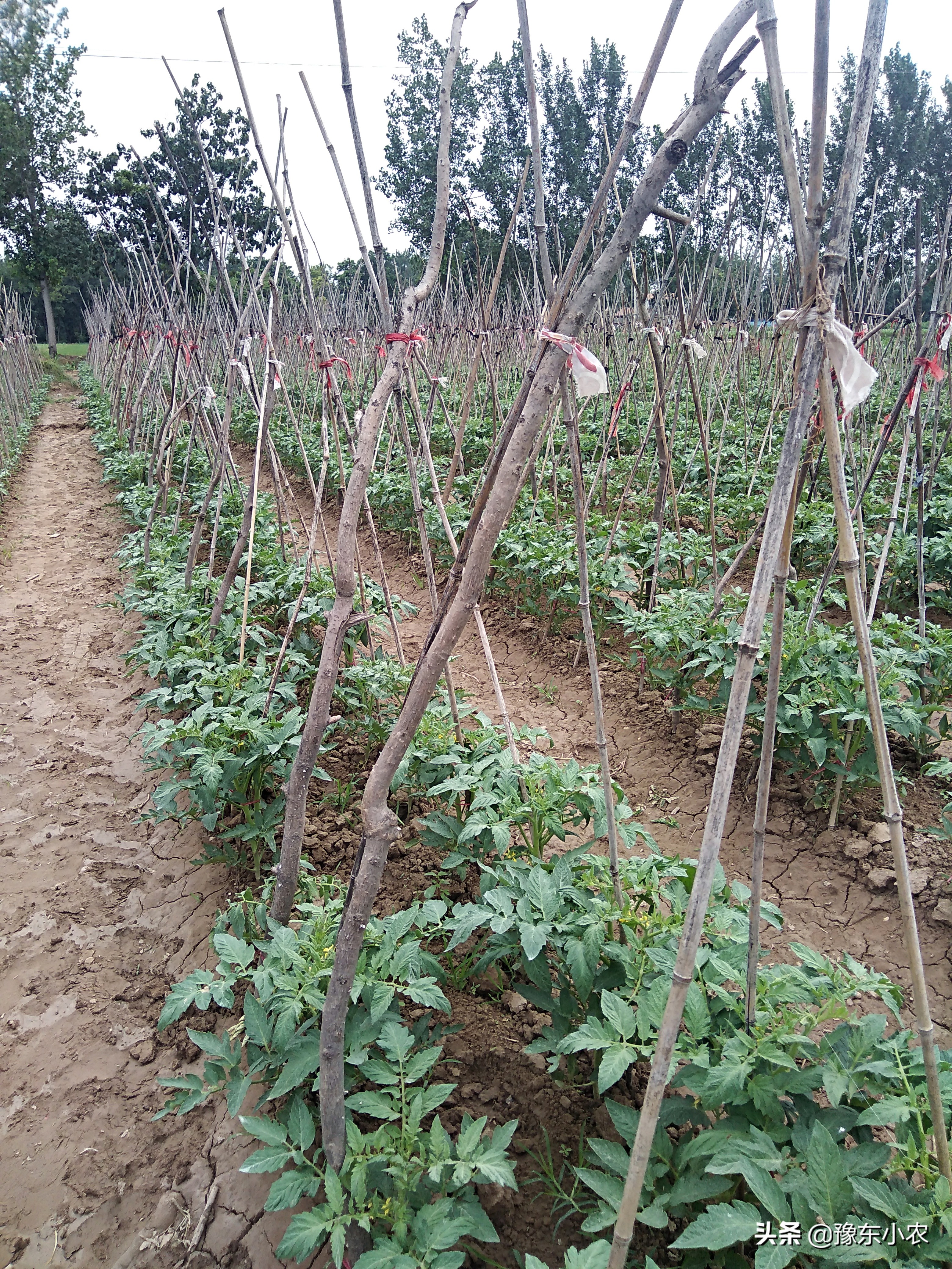 番茄小叶病什么原因引起的,番茄小叶病打什么药最好