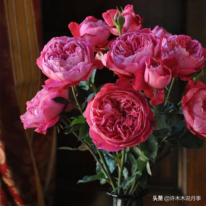 月季生病了可以不喷药自愈吗 (月季如何避免少生病)