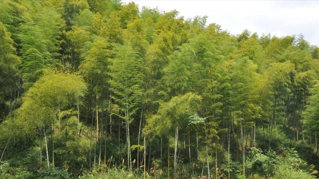 竹山女娲补天,十堰市女娲山的来历