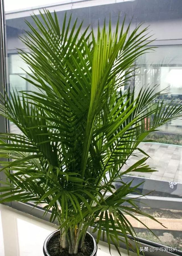凤尾竹怎么养不出竹竿来,凤尾竹不分株怎么弄