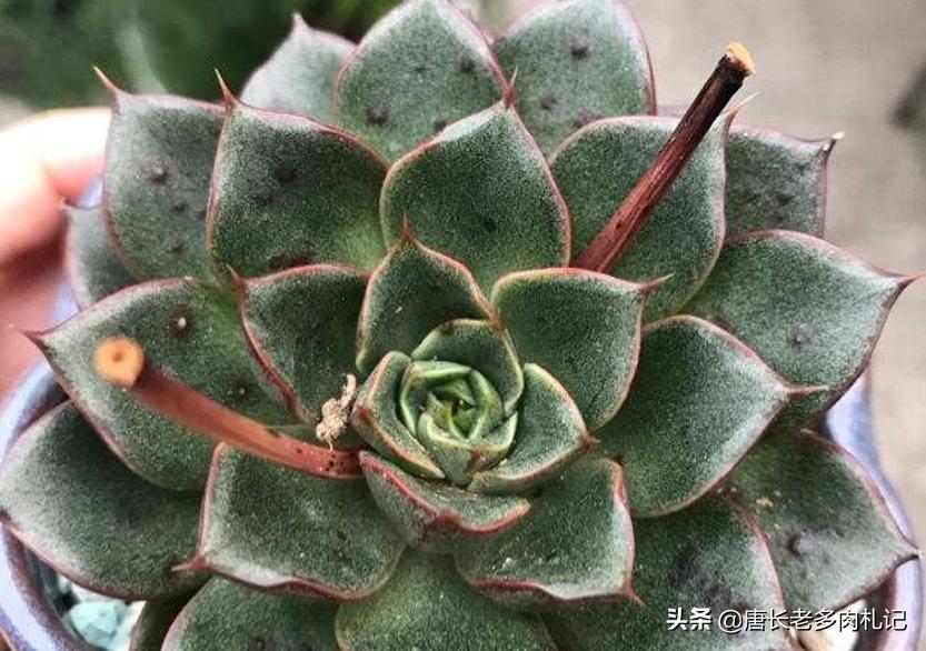 多肉蒂亚根坏了怎么办,多肉蒂亚生虫了怎么办