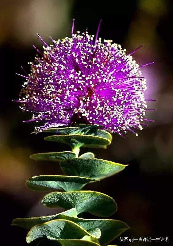 从未见到的怪花,从没见过的奇花