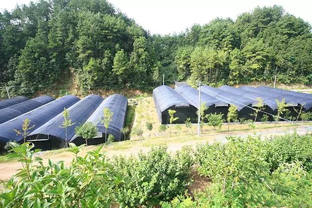 致富经种植新商机,种植致富好项目