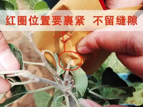 苹果套袋前打什么杀菌药好,苹果套袋的正确方法