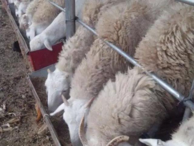 养羊降低成本的最好方法,怎样养羊能使羊的肉质好