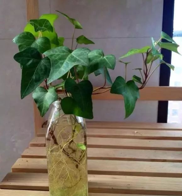 种花一年四季都能生根,冬天种花枝条多久生根