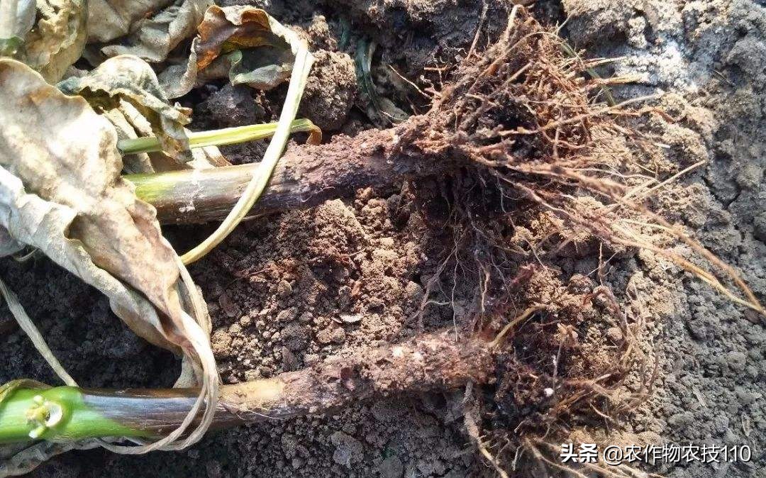 大棚西红柿阴雨天能打枝吗,阴雨天西红柿大棚湿度大怎么办