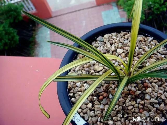 为什么兰花被称为国兰,为什么兰花又叫国兰