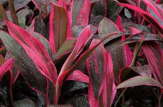 一根枝条就能活的绿植,一根枝条插上就能活的花