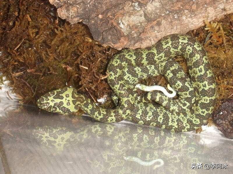 莽山烙铁头100w哪个敢收,莽山烙铁头现今国内有多少