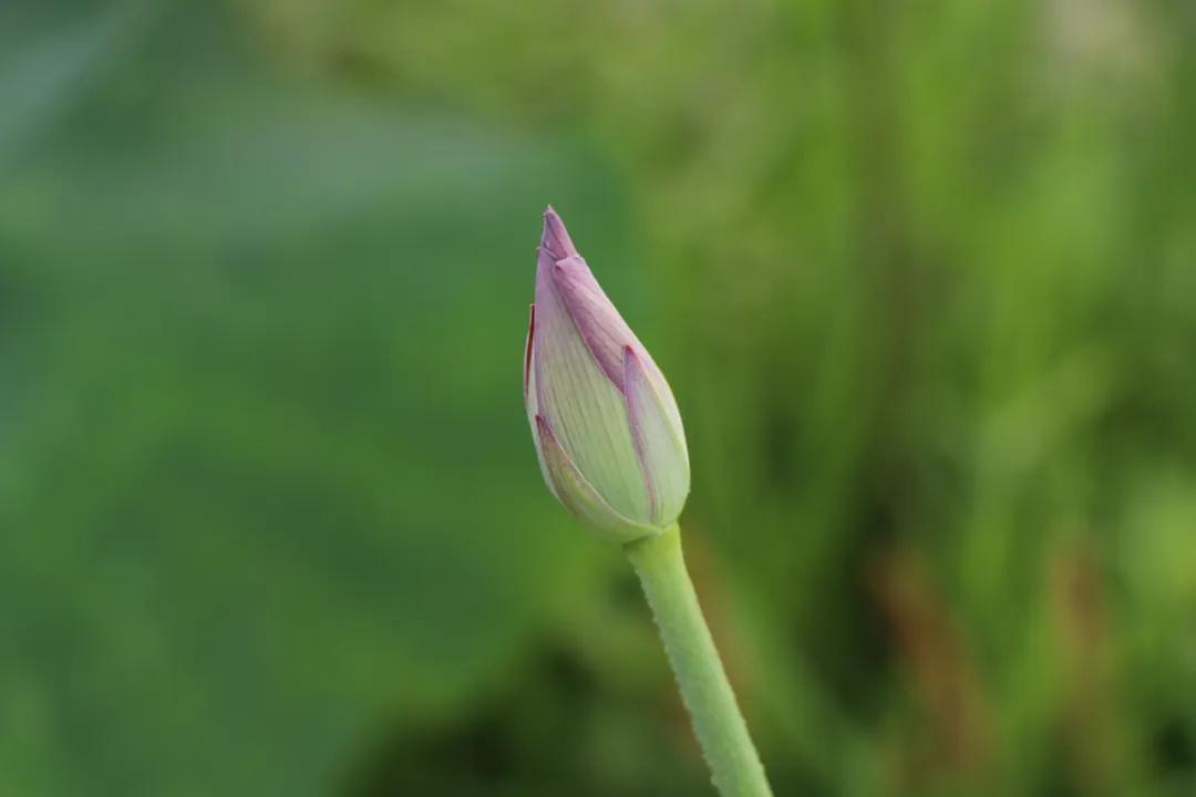 杭州第一波荷花美图大放送！赏荷佳期竟是早上6-8点，哪里最好拍？最新赏荷地图收好